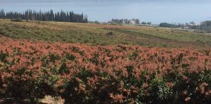 תמונה של קיבוץ אלמגור