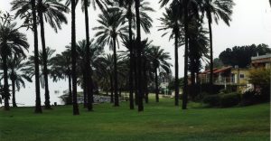 תמונה של עין גב