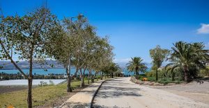 תמונה של תל קציר